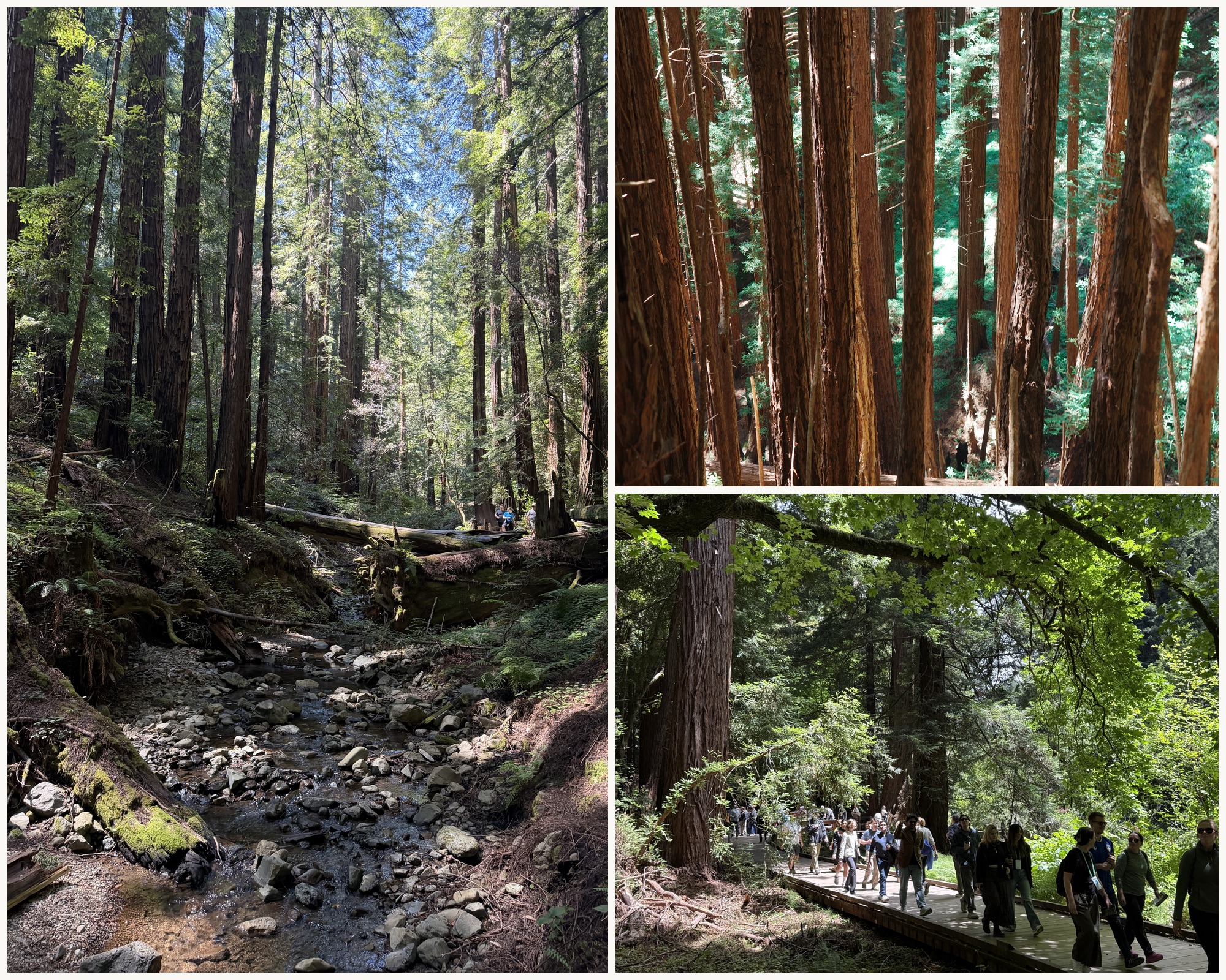 Hiking the redwoods trail